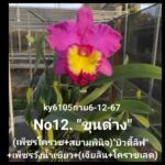 LINE_ALBUM_1_250129_3